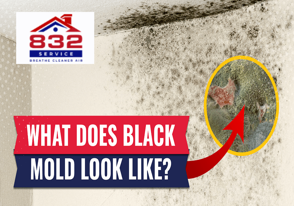 what does black mold look like