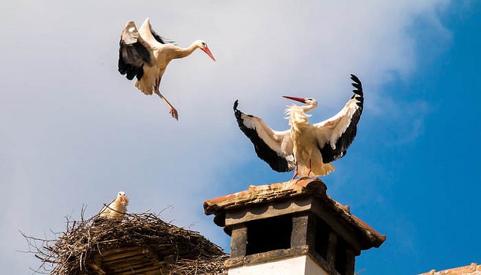 Presence of animals around chimney