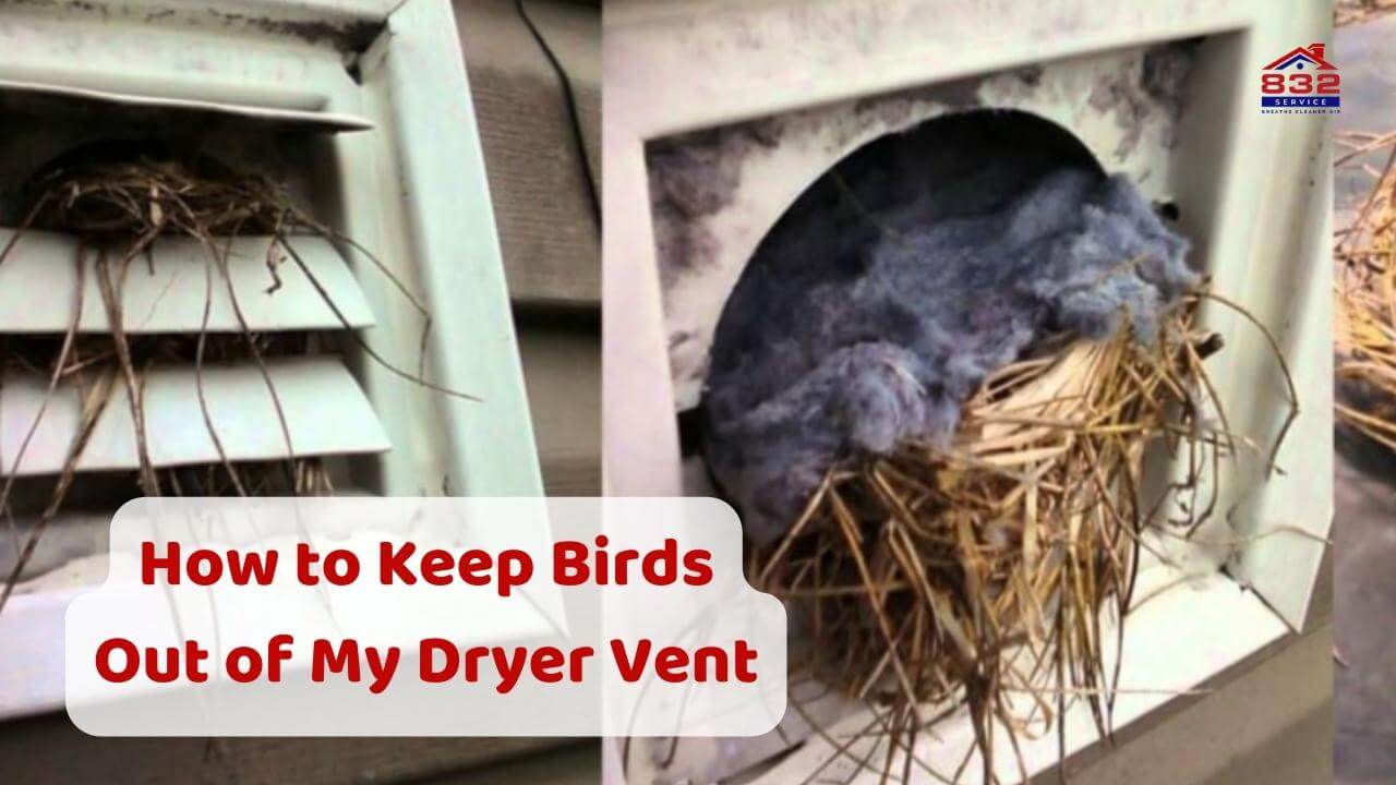 How to Keep Birds Out of My Dryer Vent