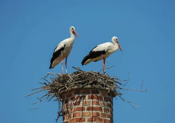 Benefits Of Chimney Bird Removal Services